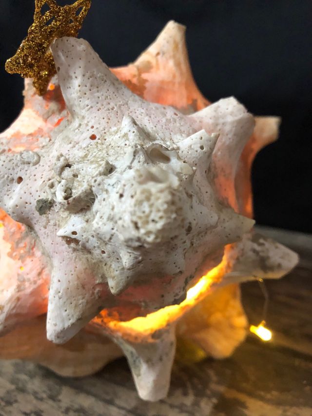 Montaje Nacimiento en Concha Natural con Luz 