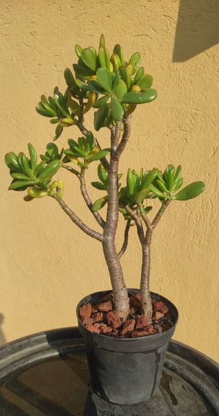 Pianta ornamentale da interno/esterno