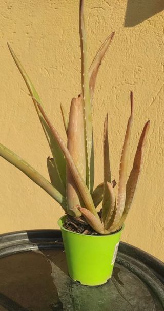 Aloe Vera con vaso verde
