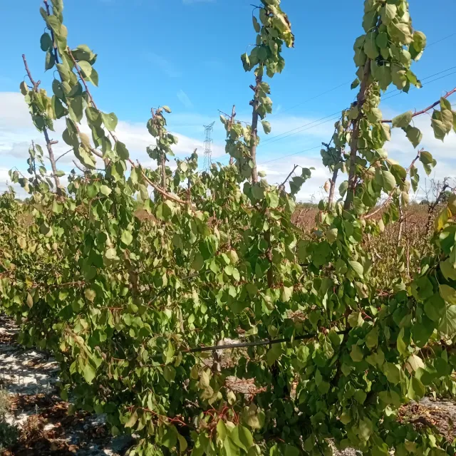 Realizamos todo tipo de poda e ingerta