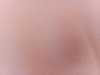 Plafoniera moderna di forma tonda e colore bianco