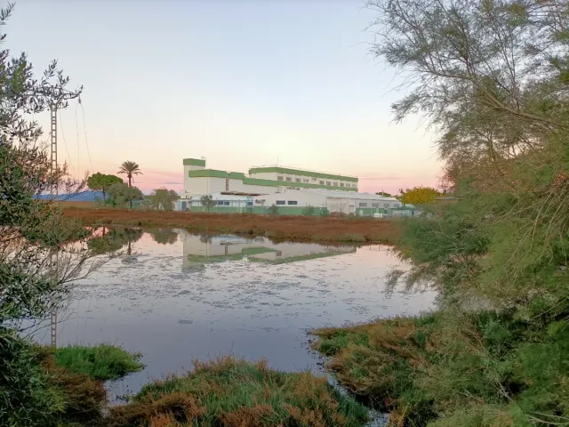 Aceitunas para recoger 
Si tienes aceitunas abando