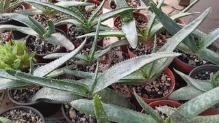Agave en maceta 8.5 cm