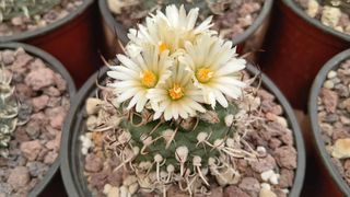 Cactus de colección  - Pinchos y sucus