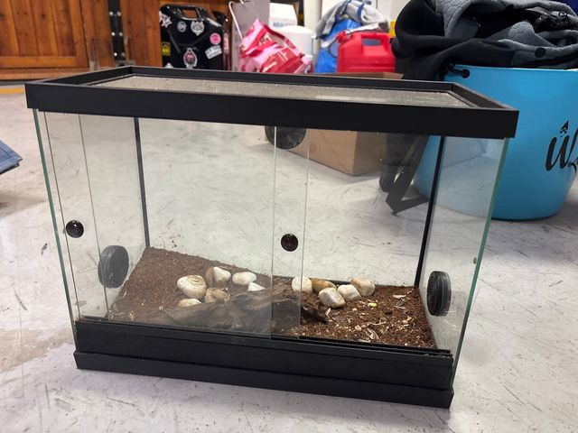 Terrario de cristal con base negra para reptiles