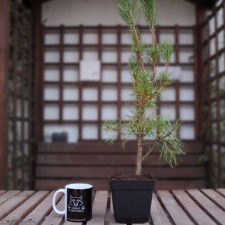 Pino Negro Japonés thunbergii. Ecoplantones Chenji