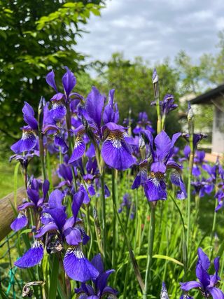 Pianta Iris Siberiana - 8-10 occhi