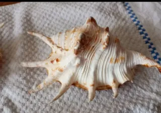 Conchiglie di mare decorative