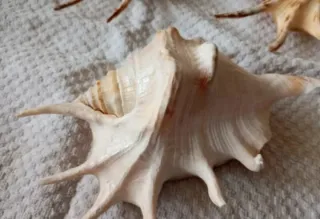 Conchiglie di mare decorative