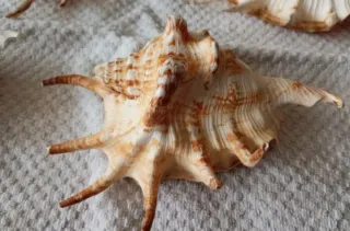 Conchiglie di mare decorative