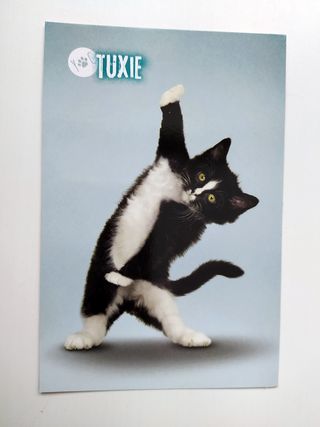 CROMOS TRADING CARDS YOGA DOGS YOGA CATS DE PANINI