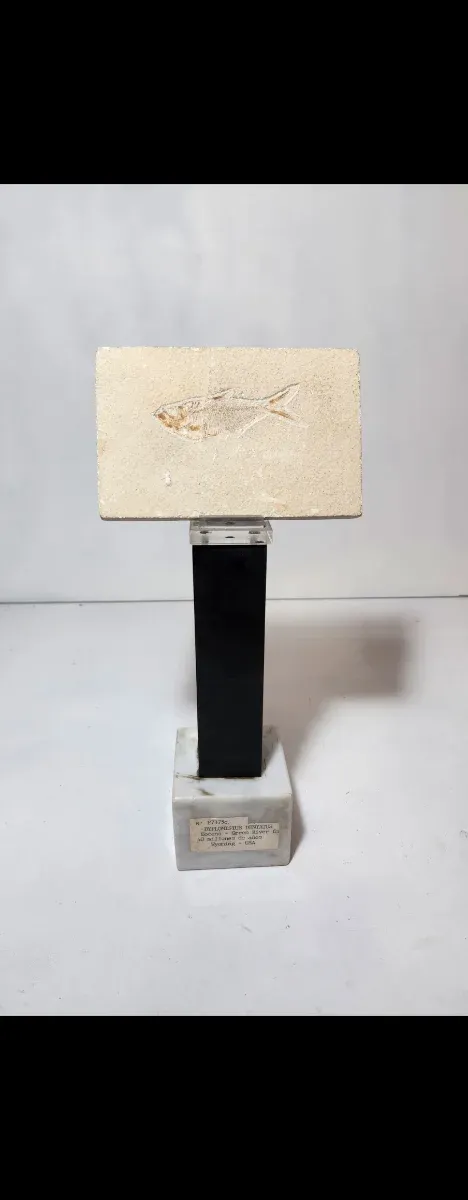 Fósil pez Diplomisitus dentatus original