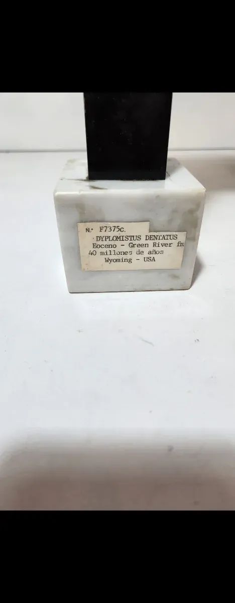 Fósil pez Diplomisitus dentatus original