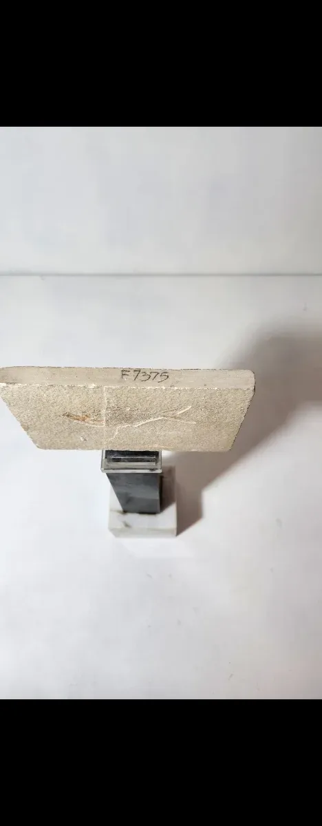 Fósil pez Diplomisitus dentatus original