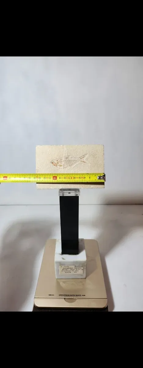 Fósil pez Diplomisitus dentatus original