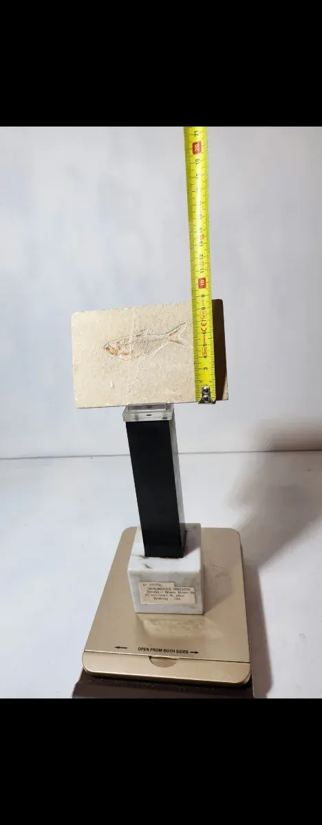 Fósil pez Diplomisitus dentatus original