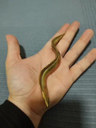 Super rara Morena de latón macizo Belleza