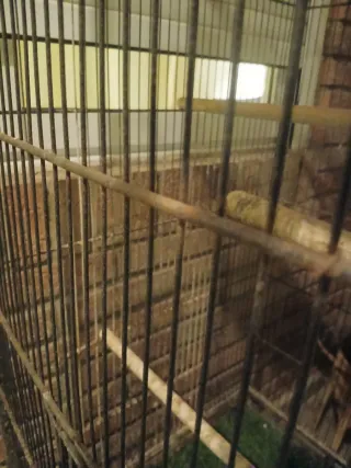 Solo la jaula grande