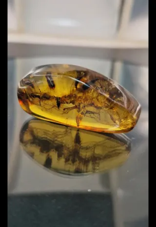 Ambra Baltica con inclusioni