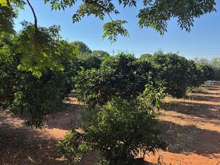 Casa rural en venta en Nueva Alcalá en Alcalá de Guadaira