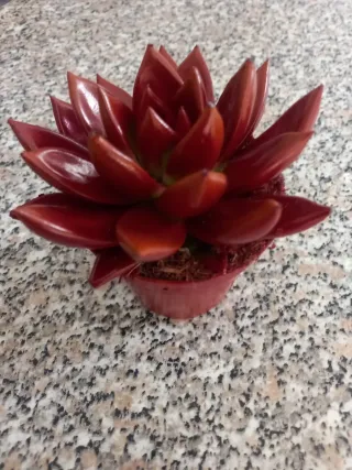 Echeveria Miranda Pianta Succulenta