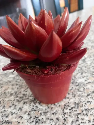 Echeveria Miranda Pianta Succulenta