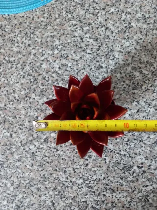 Echeveria Miranda Pianta Succulenta