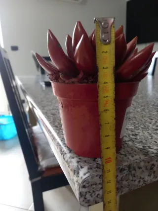 Echeveria Miranda Pianta Succulenta