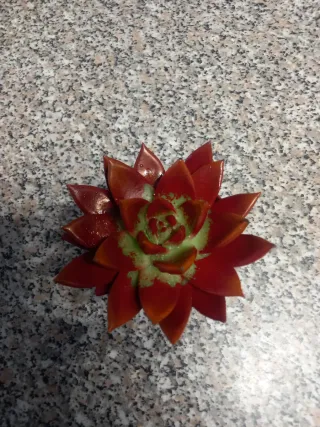 Echeveria Miranda Pianta Succulenta