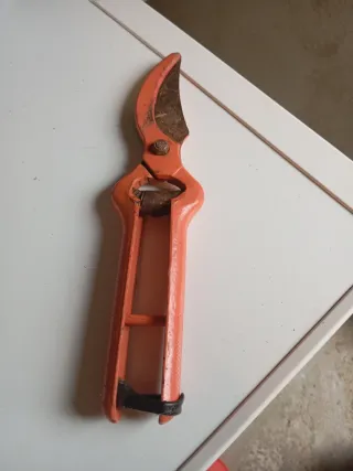 Tijeras de podar naranjas