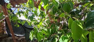 Chalet en venta en Berja