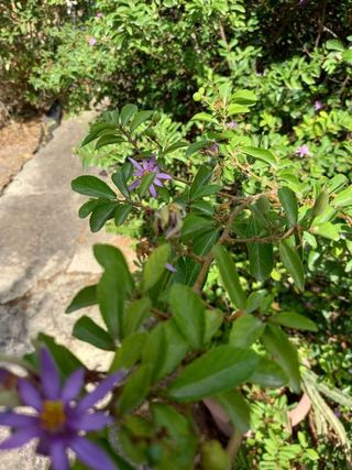 Casa rural en venta en Zona periurbana en Inca