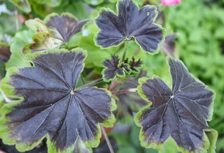 Set Pelargonium Black Velvet