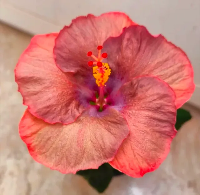 Planta grande Hibiscus Rosa-Sinensis híbrido EEUU