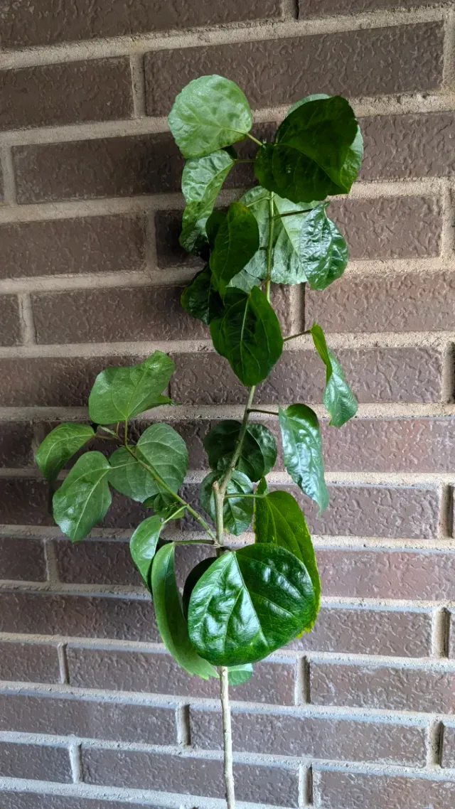 Planta grande Hibiscus Rosa-Sinensis híbrido EEUU