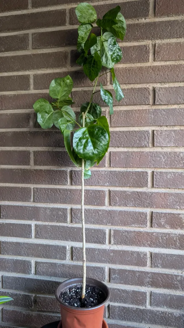 Planta grande Hibiscus Rosa-Sinensis híbrido EEUU