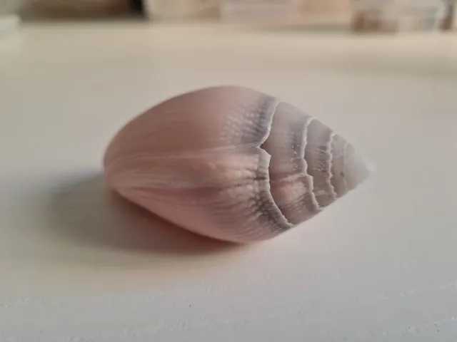 Caracola rosa y gris decorativa