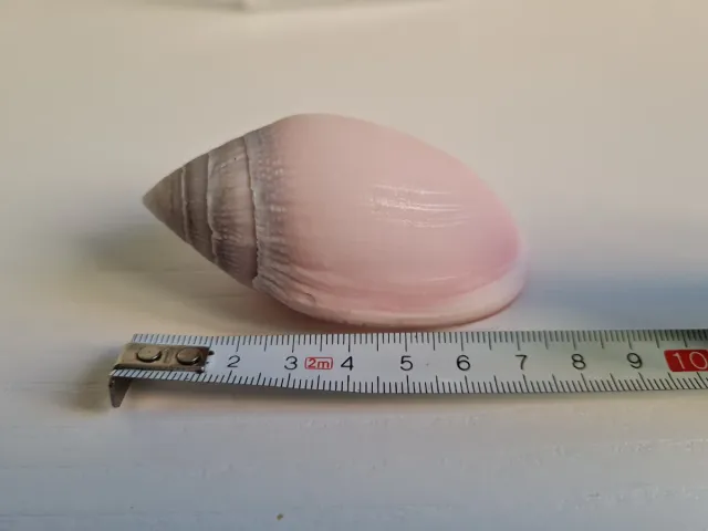 Caracola rosa y gris decorativa