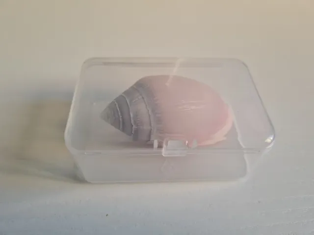 Caracola rosa y gris decorativa