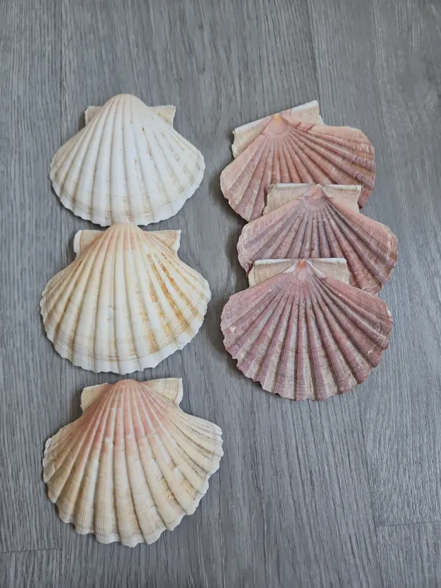 Conchas marinas decorativas
