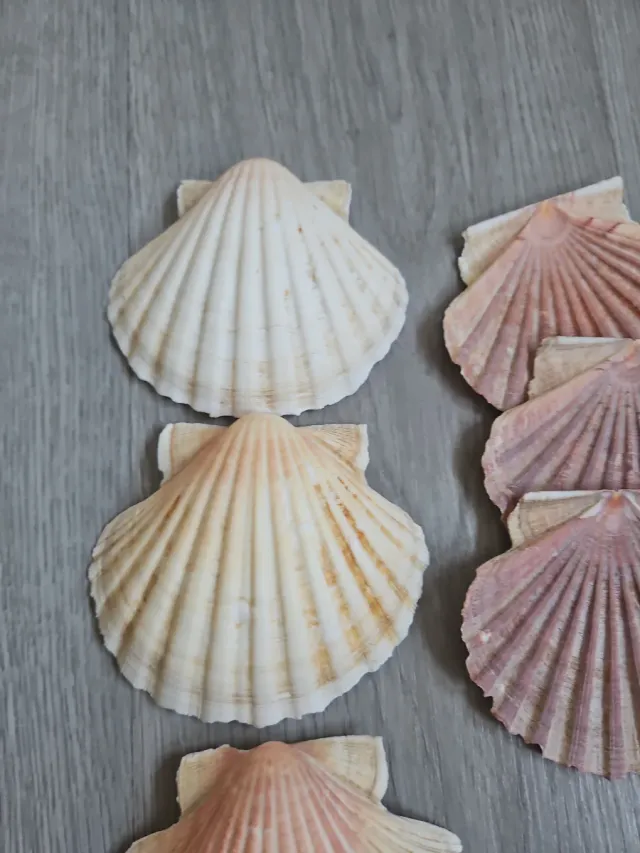 Conchas marinas decorativas