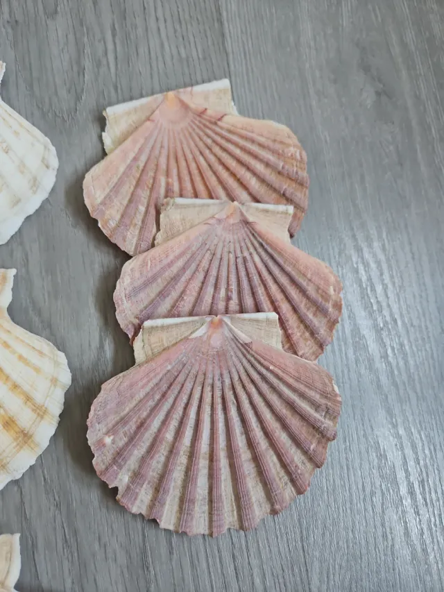 Conchas marinas decorativas