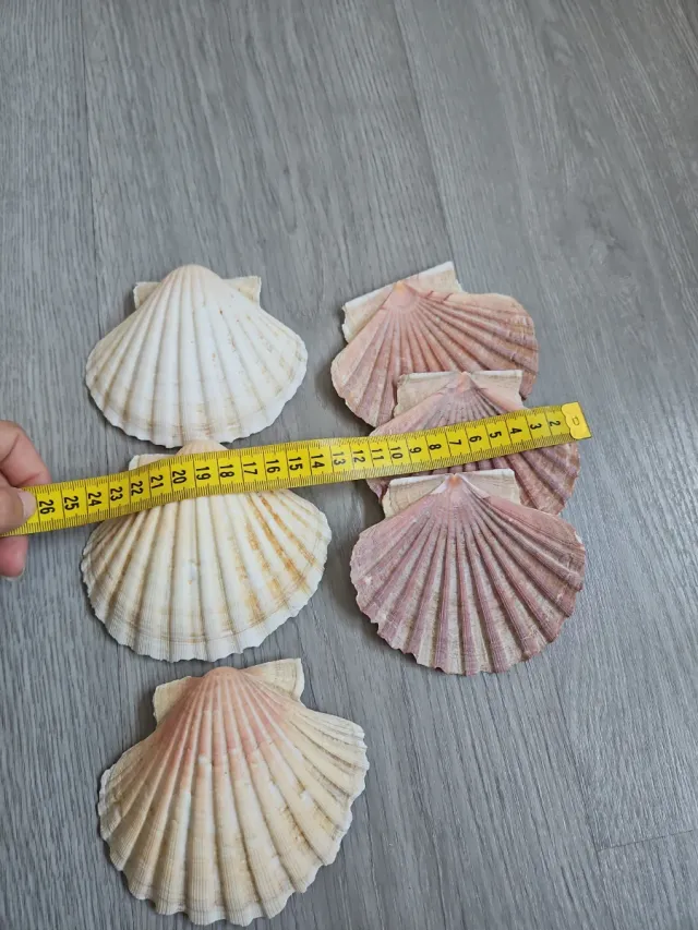 Conchas marinas decorativas