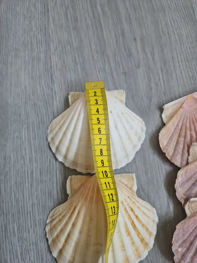 Conchas marinas decorativas