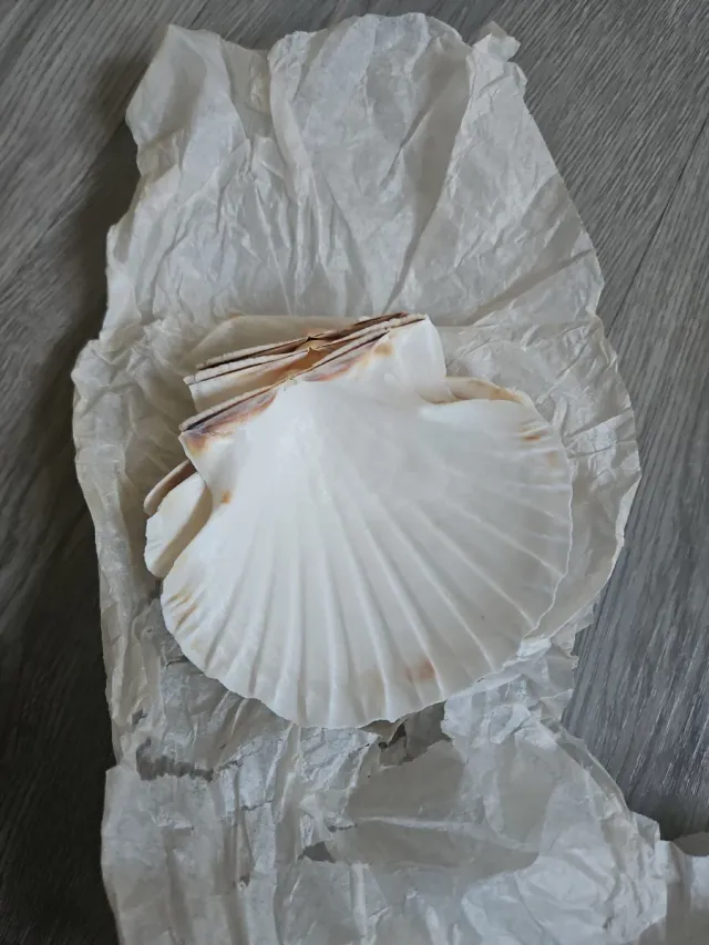 Conchas marinas decorativas