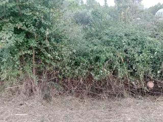 Desbroze de parcelas