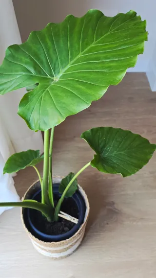 Planta Alocasia Marquesa