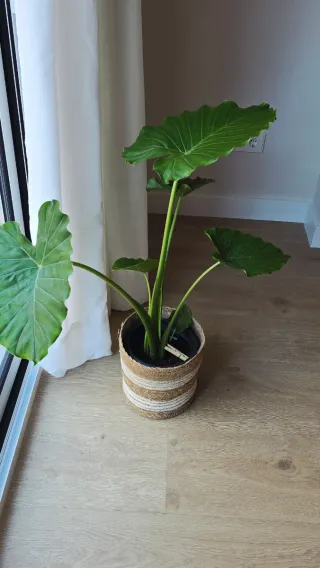 Planta Alocasia Marquesa