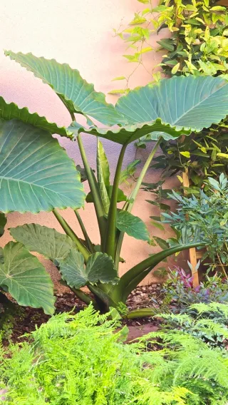 Planta Alocasia Marquesa