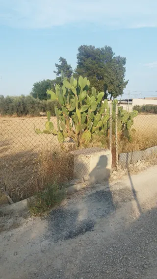 Terreno en huerta en venta